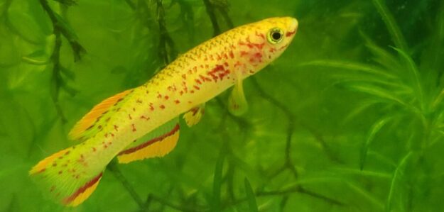 Fryfamilyaquatics