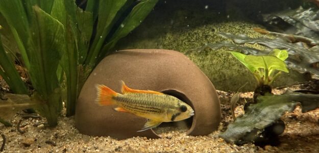 Thoman Aquatics