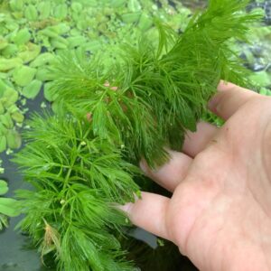 Hornwort/Coontail - 1 Portion
