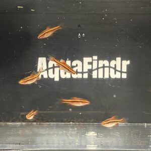 Cherry Barbs - 10 small