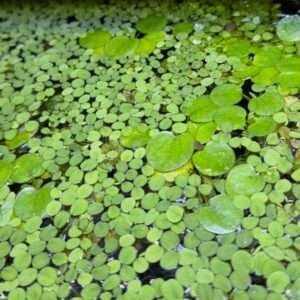 Amazon Frogbit & Salvinia Bundle – Free Duckweed + 8–10” Indian Almond Leaf