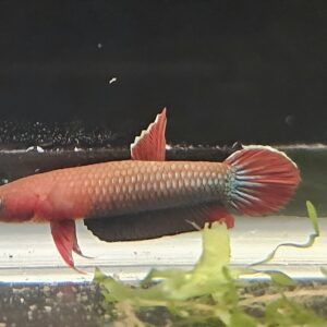 Wild betta sp Jade pair
