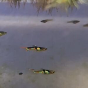 El tigre endlers - group of 4