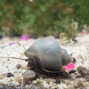 Mystery snails, Dime-Quarter size