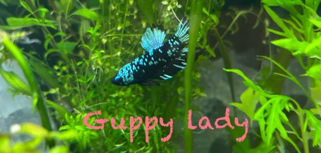 Guppy lady