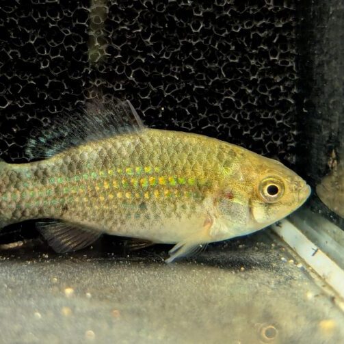 Fischer's Fish & Aquatics