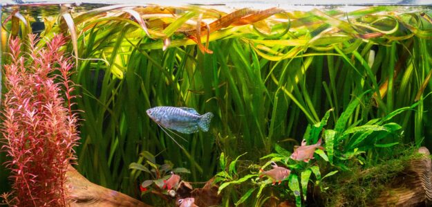 Fishman Jason's Aquatic Marvels