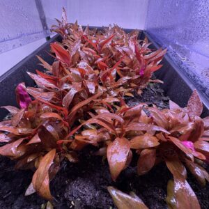 Alternanthera Reineckii 'mini' - 6 stems