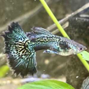 Green Dragon bds hm guppy