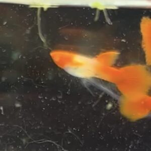 Koi Red Long Fin Ribbon FinC