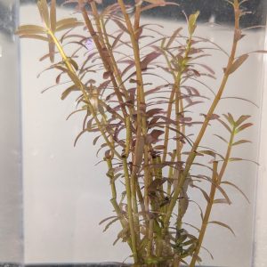 Rotala rotundifolia - Pink