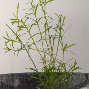 Guppy grass