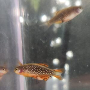 8 Pack Of CPD (Celestial Pearl Danios) -- Approx 1" -- Includes Shipping!