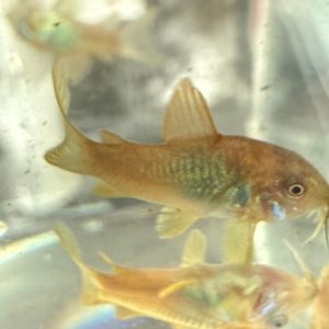 Bronze Corydoras - Group of 5