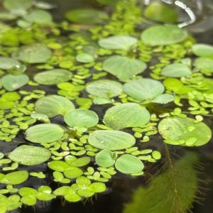 Duckweed (1/3 cup)