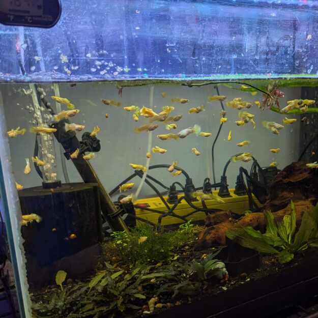 Evergrowingaquatics