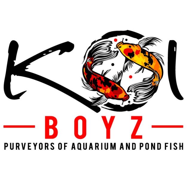 Koi BoyZ