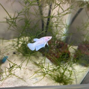 Platinum dumbo eared betta