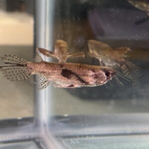 African Butterfly Fish