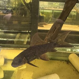 Harlequin SharkMinnow