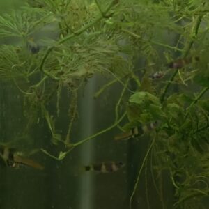 6 Banded Panchax, Clown Killi, (Epiplatys annulatus)