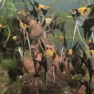 Koi Angelfish (group of 6)