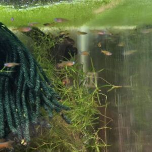 Red Neon Blue Eye Rainbowfish (Pseudomugil luminatus)