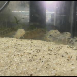 Buffalo-Head Cichlids