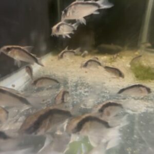 Skunk Corydoras