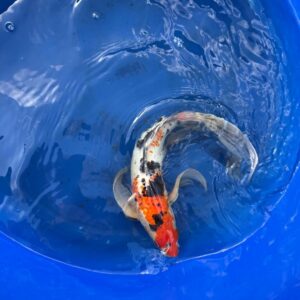 Butterfly Sanke 12 inch Koi