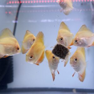 3qty Orange Creamsicle - Juvenile Discus Fish -Tapwater-Pellet/Flake Ready