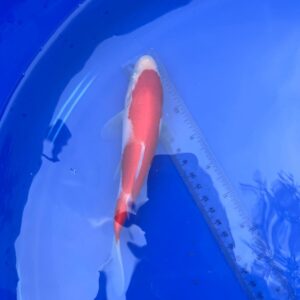 Japanese Kohaku 6 inch Koi