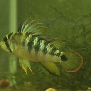 One attempted pair of Apistogramma baenschi “Inka 50"