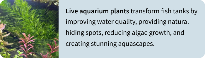 Browse stem plants, carpeting plants, floating plants, moss, beginner-friendly species, and rare aquatic plants.