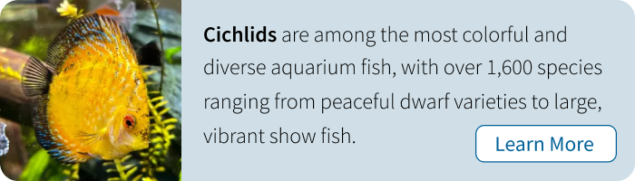 Shop live cichlids for sale from hobbyists and breeders across the US. Browse African cichlids (Lake Malawi, Lake Tanganyika, Lake Victoria), American cichlids (oscars, convicts, Jack Dempseys), and South American cichlids (discus, angelfish, rams). Find peacock cichlids, mbuna cichlids, hap cichlids, and rare species with live arrival guarantees and direct shipping.