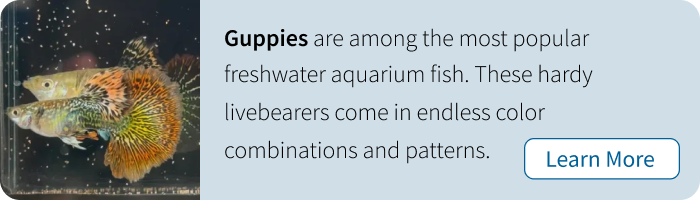 Shop live guppies for sale from hobbyists and breeders across the country. Browse fancy guppies, show-quality strains, breeding trios, and rare varieties including Moscow guppies, Endler’s guppies, and champion bloodlines. Find healthy, hand-selected guppies with vibrant colors and premium genetics, many with live arrival guarantees and direct shipping.