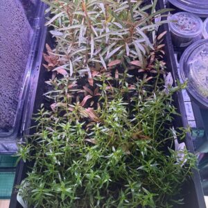 Low-Tech Aquarium Plant Pack - 5 Species