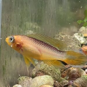 Agassizii Fire Red Apistogramma attempted pair