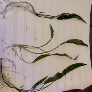 Amazing sword starters