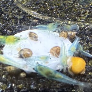 *Free Shipping* 100+ Bladder snails