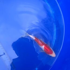 Japanese Kohaku 7.25 inch Koi