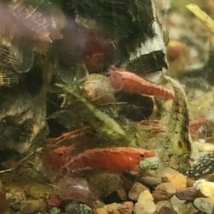 Mixed wild neocaridina shrimp (12+2)