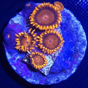Tofu's Tanks Assorted Colors Live Zoa / Paly Coral Frag