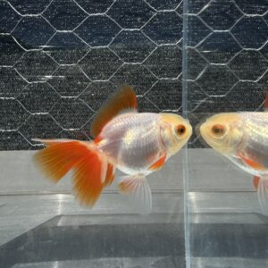Red White Oranda Goldfish