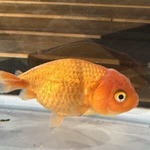 Red Ranchu Goldfish