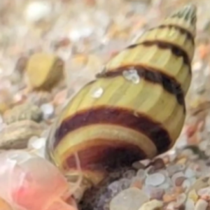 Assasin Snail