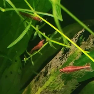 Red Neocaridina shrimp (6)