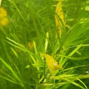 Yellow Neocaridina Shrimp (6+2)