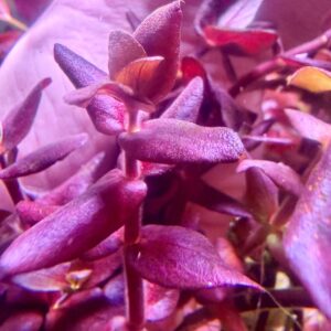 Bacopa Salzmanni SV (Singapore Variant) – Rare Purple Stem Plant (3 Stems)