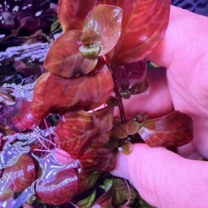 Ludwigia “Skeleton Key” – Rare Red Aquarium Stem Plant (2 Stems)